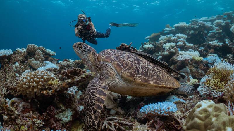 Six Senses  Laamu Plongée Tortue